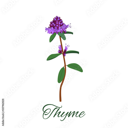Thyme on a white isolated background. Perennial plant , used in herbal medicine, cosmetics, medicine. Vector illustration.