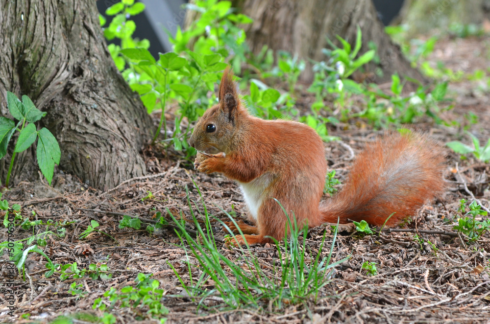 Red squirrel with white tummy sits on hind legs near trunk of pine tree and eats nut. Portrait of squirrel outdoors Red squirrel with white tummy sits on hind legs near trunk of pine tree and eats nut. Portrait of squirrel outdoors