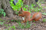 Red squirrel with white tummy sits on hind legs near trunk of pine tree and eats nut. Portrait of squirrel outdoors  