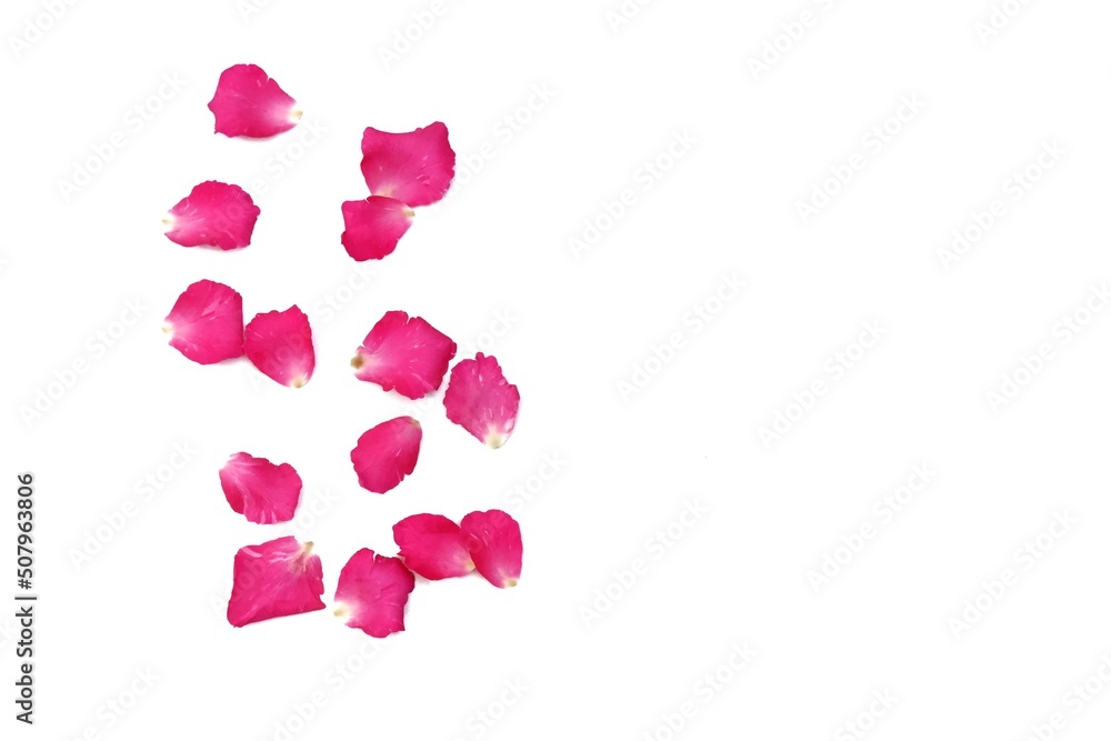 In selective focus a group of sweet pink rose corollas on white isolated background with copy space