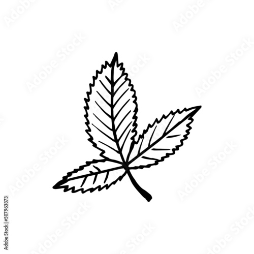 strawberry leaf. vector illustration hand drawn in doodle style. scandinavian, minimalism. icon, sticker.