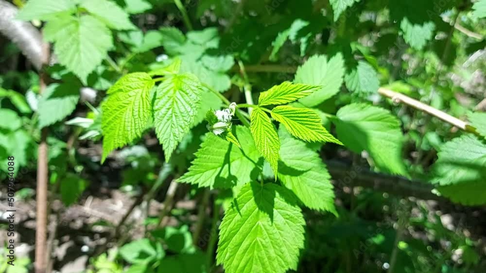 raspberry bush grows in the garden. green leaves. growing berries. Spring raspberry bush grows in the garden. green leaves. growing berries. Spring