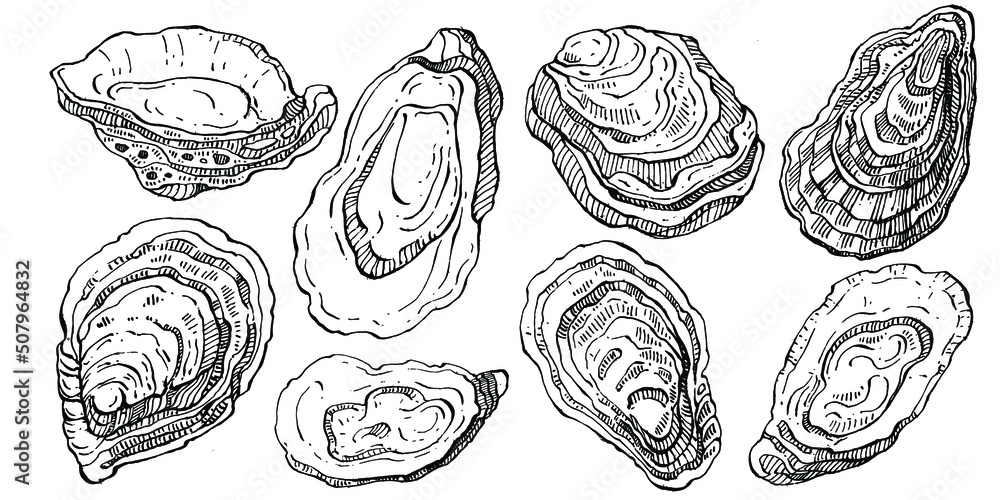 Oysters vector with engraving style illustration of logo or emblem for design seafood menu, lunch. Classic American steakhouse or French bistro appetizer. Oysters vector with engraving style illustration of logo or emblem for design seafood menu, lunch. Classic American steakhouse or French bistro appetizer.