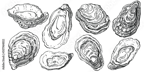 Oysters vector with engraving style illustration of logo or emblem for design seafood menu, lunch. Classic American steakhouse or French bistro appetizer.