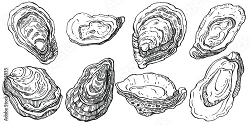 Oysters vector with engraving style illustration of logo or emblem for design seafood menu  lunch. Classic American steakhouse or French bistro appetizer.