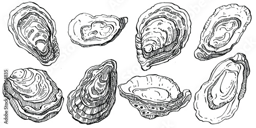 Oysters vector with engraving style illustration of logo or emblem for design seafood menu, lunch. Classic American steakhouse or French bistro appetizer.