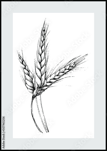 Wheat Botanical wall art vector. Minimalist boho foliage line art drawing with abstract shape. Abstract Plant Art design for print, cover, wallpaper, Minimal and natural wall art. Wheat