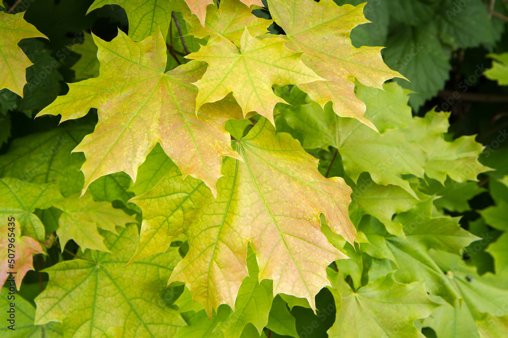 Yellowing maple leaves in autumn. Yellowing maple leaves in autumn.