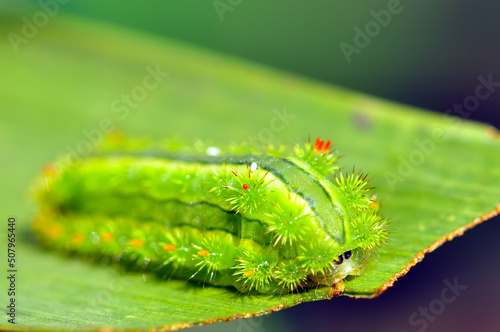 green caterpillar on a leaf