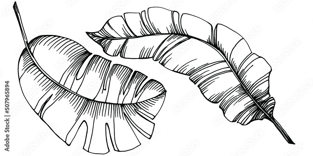 Vector Exotic tropical banana leaves. Palm beach tree jungle botanical leaves. Black and white engraved ink art. Leaf plant botanical garden floral foliage. Isolated leaf illustration element. Vector Exotic tropical banana leaves. Palm beach tree jungle botanical leaves. Black and white engraved ink art. Leaf plant botanical garden floral foliage. Isolated leaf illustration element.