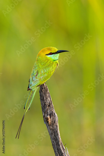 Green Bee-eater From Chennai India, Green in Green © Ganesh Namasivayam