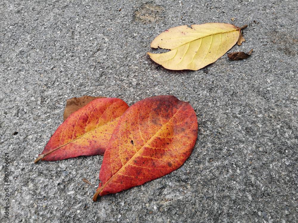 Red leaf on the floor. Different stages of life of a leaf. On road Grey background