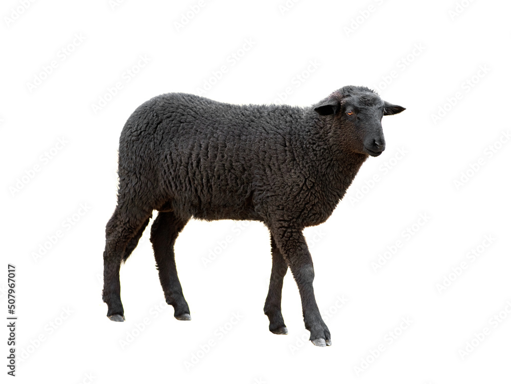 Naklejka premium black sheep isolated on white background