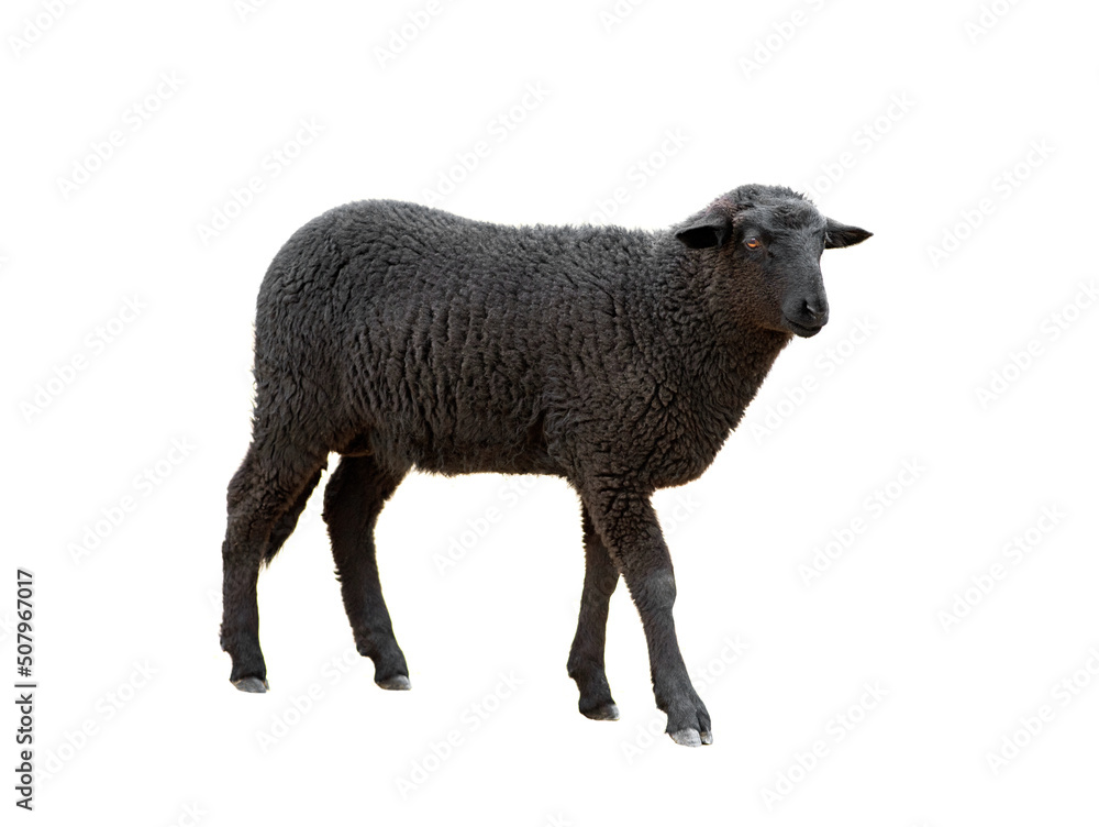 black sheep isolated on white background black sheep isolated on white background