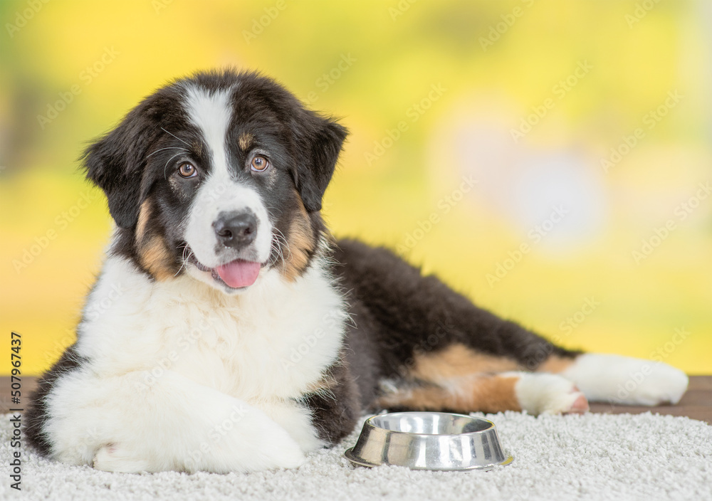 Australian shepherd dog lying near empty bowl