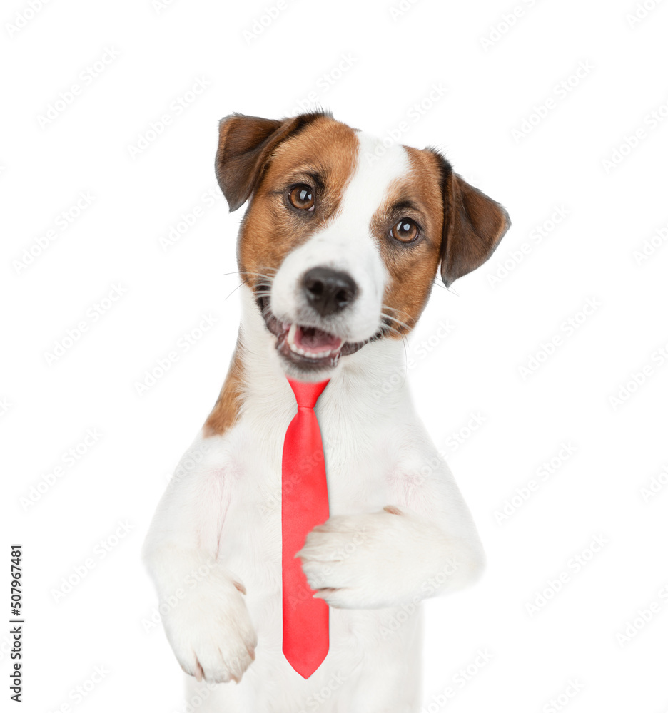 Smart Jack russell terrier puppy wearing necktie looks at camera. isolated on white background