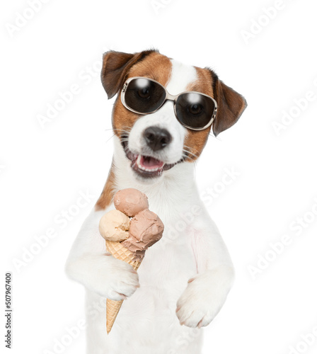 Happy Jack Russell Terrier puppy holds ice cream. isolated on white background