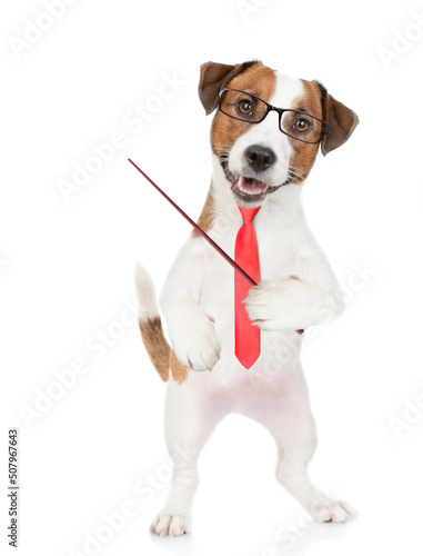 Smart Jack russell terrier puppy wearing  eyeglasses and necktie points away on empty space. isolated on white background © Ermolaev Alexandr
