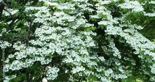 Viburnum plicatum tomentosum 'Cascade'.  Doublefile viburnum orJapanese snowball with horizontal branches covered of  white flowers and sterile florets umbrella-shaped swaying in the wind photo