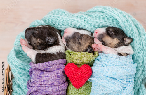 Three tiny cozy newborn Bull Terrier puppies wrapped like babies sleep inside a basket with red heart. Top down view photo