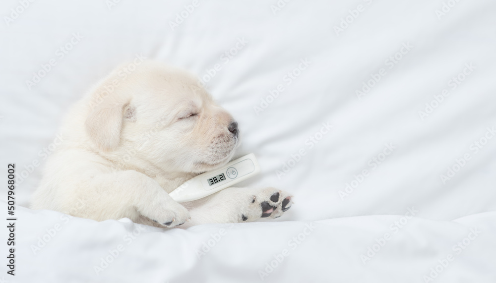 Sick golden retriever puppy sleeps on a bed at home with a thermometer under it paw. Top down view. Empty space for text