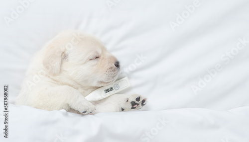 Sick golden retriever puppy sleeps on a bed at home with a thermometer under it paw. Top down view. Empty space for text © Ermolaev Alexandr