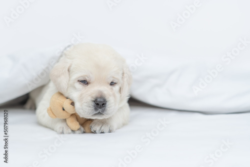 Cozy Golden retriever puppy lying under warm blanket on the bed at home and hugs favorite toy bear. Empty space for text © Ermolaev Alexandr