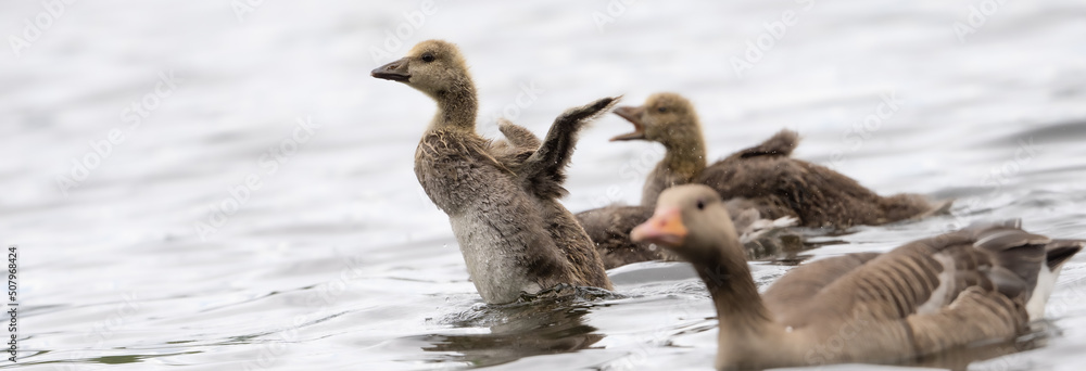 Fototapeta premium Eine Gänseküken Im Wasser Ahmt Seine Eltern Nach Und Macht Einen Flugversuch