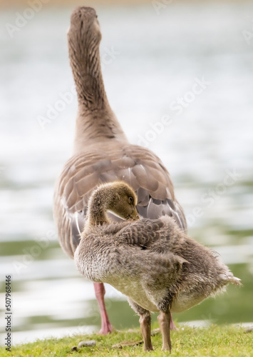 Mutter und Küken am See