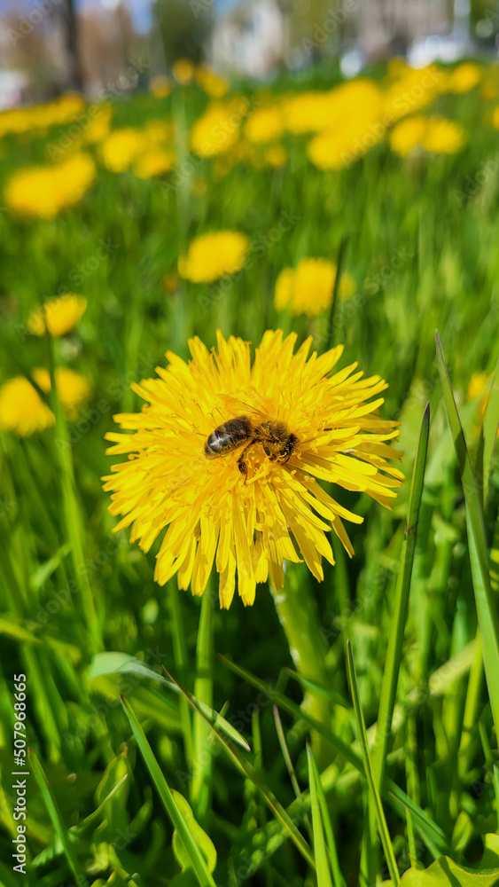bee on a dandelion in the garden.