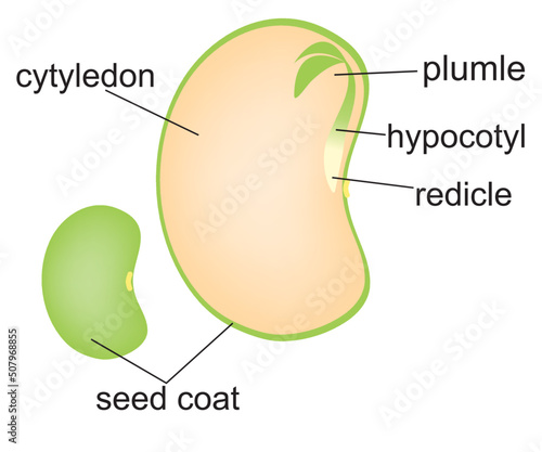 Seed  Dicotyledon Plant Diagram photo