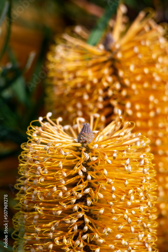Banksia flower
