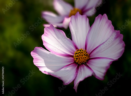 Pink purple  white and yellow Cosmos flower
