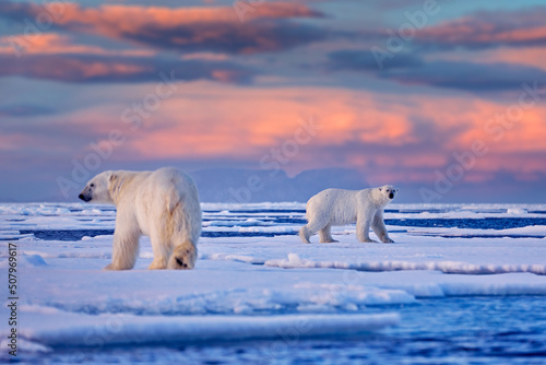 Fototapeta Naklejka Na Ścianę i Meble -  Arctic Canada. Polar bear on the drifting ice with snow and evening pink blue sky, Svalbard, Norway. Wild danger animals in the nature habitat, two polar bears.