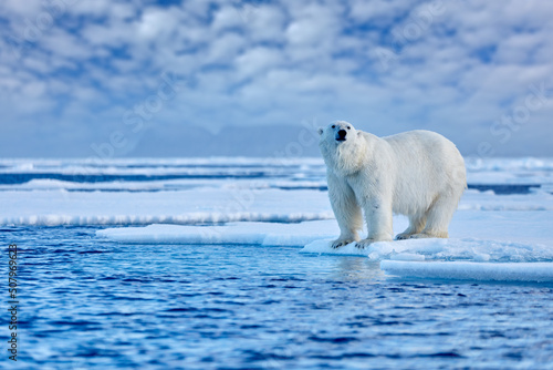 Arctic Canada. Polar bear on the drifting ice with snow and evening pink blue sky, Svalbard, Norway.