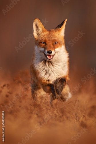 Obraz na plátně Fox sunset, orange evening light