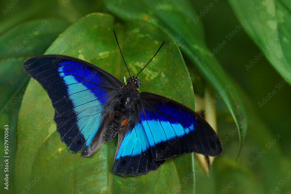 Blue butterfly Prepona laertes, shaded-blue leafwing, sitting on the green leave in the nature habitat. Big butterfly in tropic forest, Costa Rica wildlife. Beautiful insect in gree jugle vegetation. Blue butterfly Prepona laertes, shaded-blue leafwing, sitting on the green leave in the nature habitat. Big butterfly in tropic forest, Costa Rica wildlife. Beautiful insect in gree jugle vegetation.