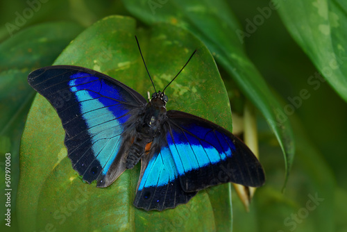 Blue butterfly Prepona laertes, shaded-blue leafwing, sitting on the green leave in the nature habitat. Big butterfly in tropic forest, Costa Rica wildlife. Beautiful insect in gree jugle vegetation.