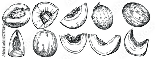 Melon realistic vector sketch. Decorative retro style collection hand drawn farm product for restaurant menu, market label, logo, emblem and  kitchen design. Decoration for food packaging.
