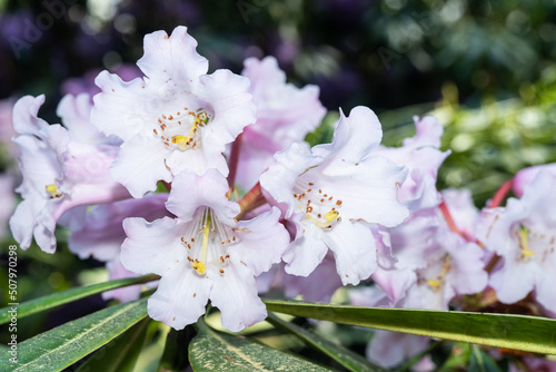 Beautiful-face rhododendron photo