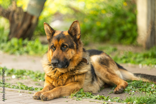 Beautiful german shepherd dog, smart and easy to train