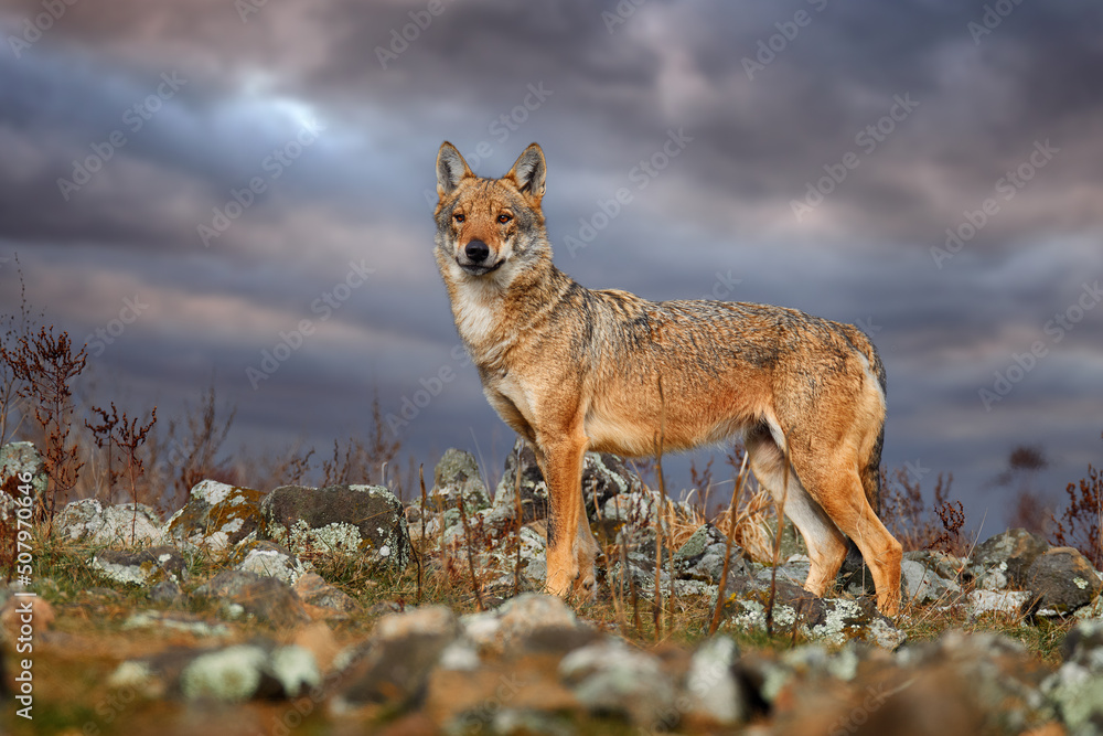 Naklejka premium Wolf, Canis lupus, in Wild nature, Eastern Rhodopes mountain, Bulgaria in Euroe Portrait of predator, beautiful wolf. Animal in stone hill, face contact in the rock. Wildlife scene from nature.