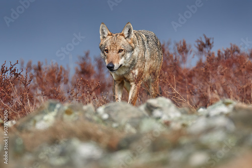 Wolf  Canis lupus  in Wild nature  Eastern Rhodopes mountain  Bulgaria in Euroe Portrait of predator  beautiful wolf. Animal in stone hill  face contact in the rock. Wildlife scene from nature.