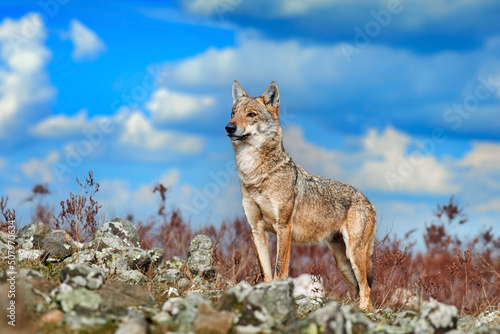 Wolf, Canis lupus, in Wild nature, Eastern Rhodopes mountain, Bulgaria in Euroe Portrait of predator, beautiful wolf. Animal in stone hill, face contact in the rock. Wildlife scene from nature. © ondrejprosicky