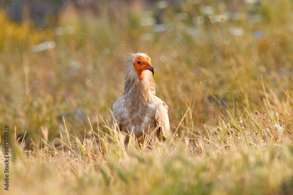 Fototapeta premium Egyptian vulture, Neophron percnopterus, big bird of prey sitting on the stone in nature habitat, Spain, Europe. White vulture with yellow bill. Wildlife in Spain.