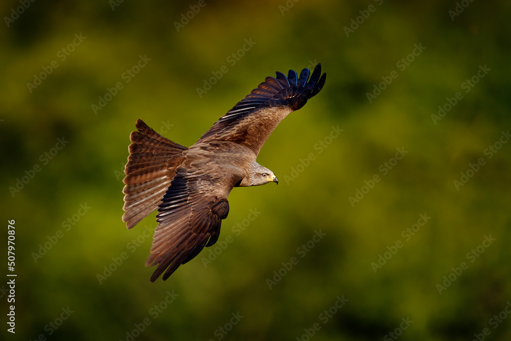 Fototapeta premium Red kite in flight, Milvus milvus, bird of prey fly above forest tree meadow . Hunting animal with catch. Kite with open wings, Bulgaria, Europe. Nature wildlife.