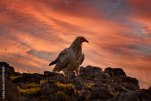 Obraz na plátně Egyptian vulture, Neophron percnopterus, big bird of prey sitting on the stone in nature habitat, Spain, Europe