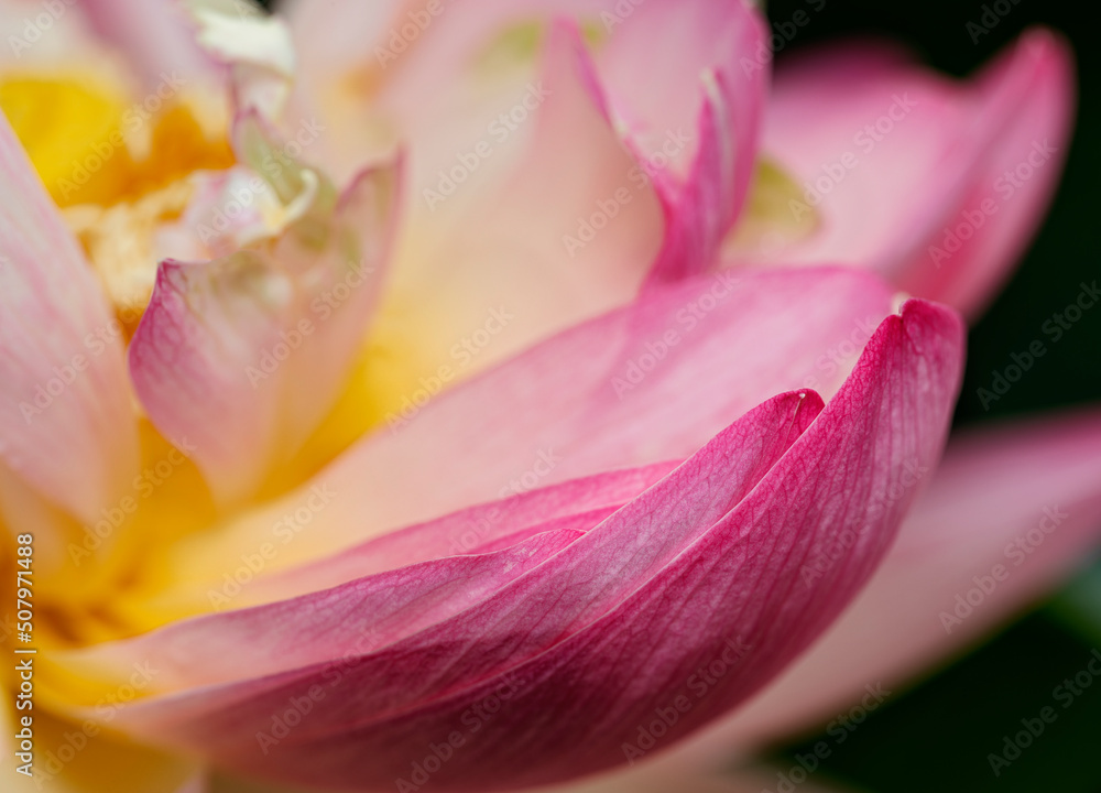 Pink Lotus flower