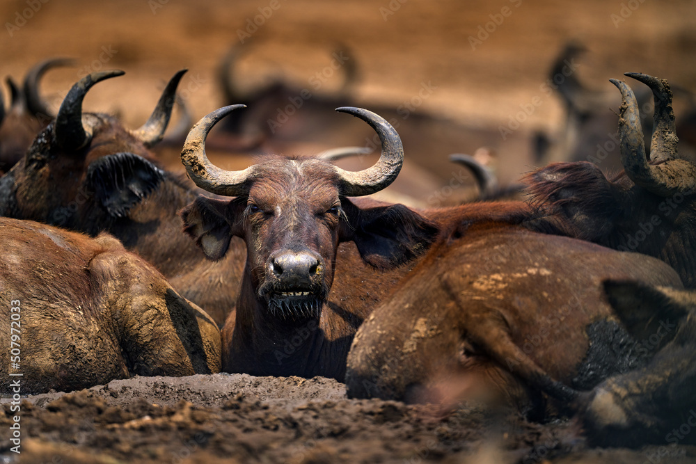 Herd of African Buffalo, Cyncerus cafer, in the dark forest, Moremi ...