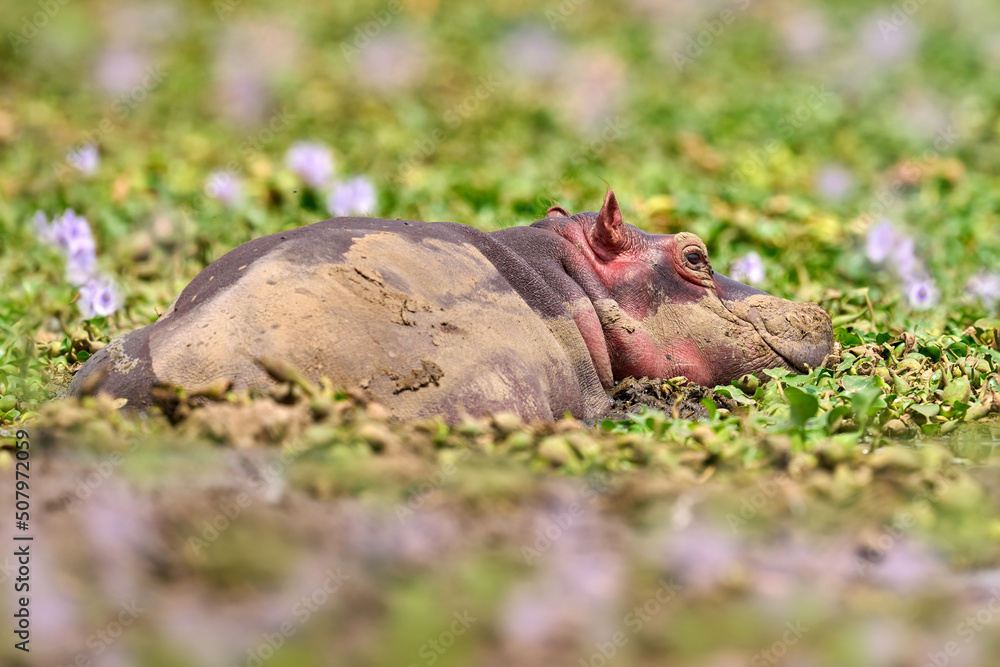 Hippo sleeping in the pink Hyacint flower bloom, Uganda wildlife. Hippo in nature, lying in the green vegetation. Hippo sleeping in the pink Hyacint flower bloom, Uganda wildlife. Hippo in nature, lying in the green vegetation.